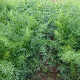 Монарх насіння кропу (Moravoseed)