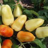 Бонета семена перца сладкого (Moravoseed)