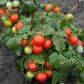 Вилма семена томата дет. черри (Moravoseed)