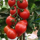 Тастиер F1 семена томата индет. (Moravoseed)