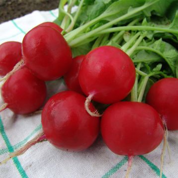 Эстер семена редиса (Moravoseed)
