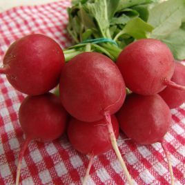 Лада семена редиса (Moravoseed)