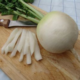 Акорд семена редьки (Moravoseed)