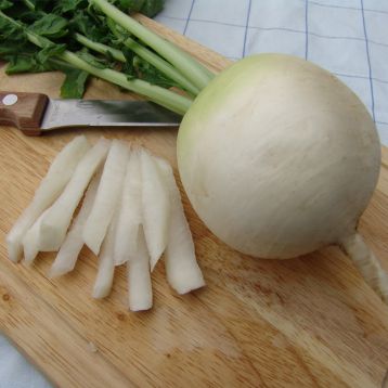 Акорд семена редьки (Moravoseed)