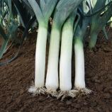 Термінал насіння цибулі порей середньої 155-165 дн. зеленої (Moravoseed)