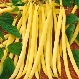 Аидаголд семена фасоли (Semo)