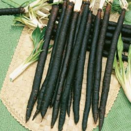 Скорцонера (чорний корінь) насіння скорцонери (Semo)