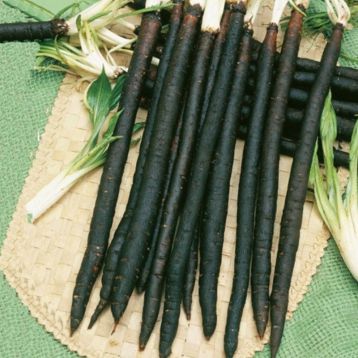 Скорцонера (чорний корінь) насіння скорцонери (Semo)
