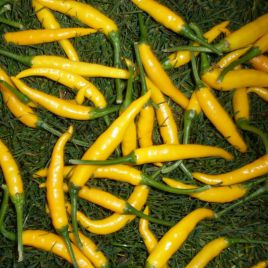Кристиан семена перца горького тип Чилли среднего 70-80 дн. удлинен. 9см зел/желт. (Semo)