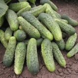 семена огурца бара f1