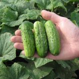 Ивонна F1 семена огурца пчелоопыляемого (Semo)