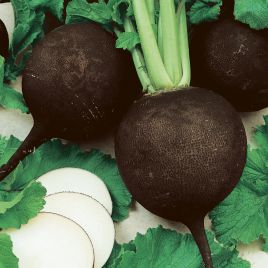 Пантер семена редьки (Semo)