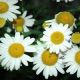 Лазер White семена ромашки (Kitano Seeds)