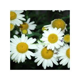 Лазер White семена ромашки (Kitano Seeds)