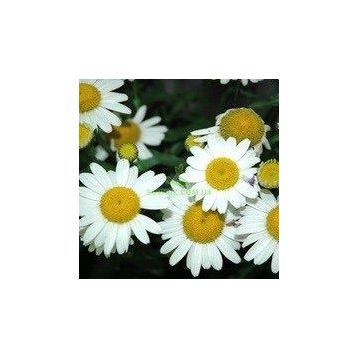 Лазер White семена ромашки (Kitano Seeds)