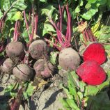 Бетина семена свеклы столовой (Semo)