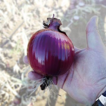 КС 711 F1 насіння цибулі ріпчастої червоної (Kitano Seeds)