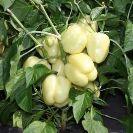 КС 3311 F1 насіння перцю солодкого (Kitano Seeds)