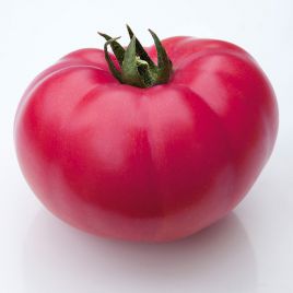 КС 3811 F1 (KS 3811 F1) семена томата индет. роз. (Kitano Seeds)