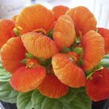 Кальцеолярия Данти F1 бронзовая