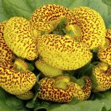Кальцеолярия Данти F1 (yellow with spots) желтая с точкой