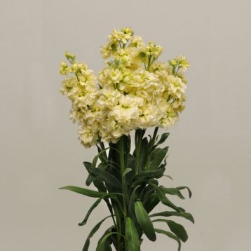 Кетс желтый (yellow) семена левкоя махр. на срез 70-80см (Pan American)