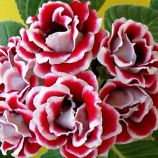 Глоксинія Брокада F1 червоно-біла махрова
