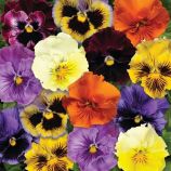 Фризли Сизли F1 смесь семена виолы (Pan American)