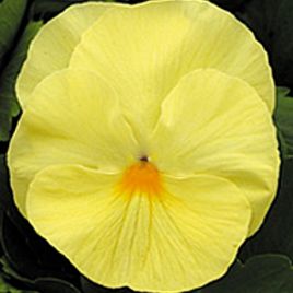 Династия Primerose семена фиалки (Kitano Seeds)