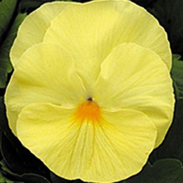 Династия Primerose семена фиалки (Kitano Seeds)