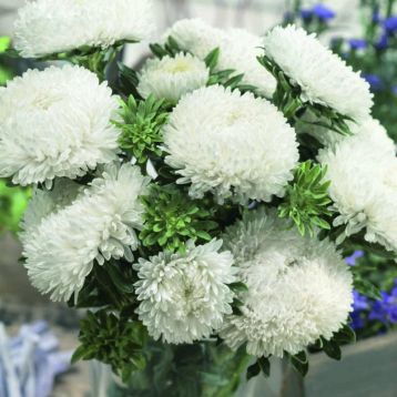 Айстра Сірінга біла (White)