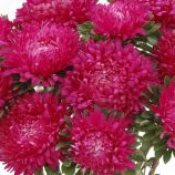 Астра Сиринга темно-розовая