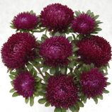 Астра Сиринга пурпурная