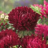 Айстра Сірінга Кримсон