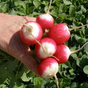 Дуо семена редиса (Semo)