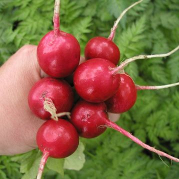 Квинта семена редиса (Semo)