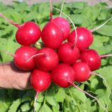 Примара F1 семена редиса (Semo)