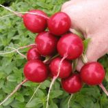 Теко семена редиса (Semo)