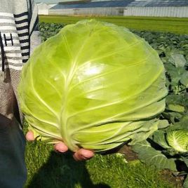 Чита F1 семена капусты б/к ранней 65 дн. 1,5-2 кг окр. (Takii Seeds)