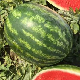 Мінерва F1 насіння кавуна тип кр.св. раннього 60-65 дн. 5-7 кг овал. (Takii Seeds)