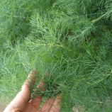 Компакт насіння кропу (Semo)