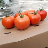 Капонет F1 семена томата полудет. раннего окр. 180-200 гр. красн. (Syngenta)
