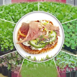 Капуста красная семена микрозелени (Seedera)