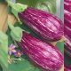Цаконики семена баклажана полосат. (Seedera)