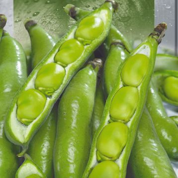 Хангдалин семена бобов зелен. (Seedera)