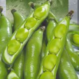 Хангдалин семена бобов зелен. (Seedera)