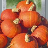 Конфетка (Цукерка) семена тыквы средней 115-120 дн. окр. 1,5-2 кг красн. (Seedera)