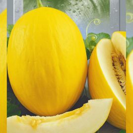 Криничанка семена дыни ранней 2-2,5 кг овал. желт. (Seedera)