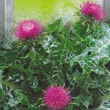 Расторопша пятнистая семена (Seedera)