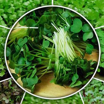 Дайкон насіння мікрозелені (Seedera)